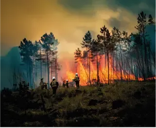 Foro de investigación sobre incendios forestales - ciencia, prevencion y gestión